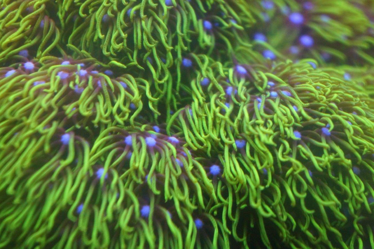 Branching Green Star Polyps (GSP) – Clay's Corals