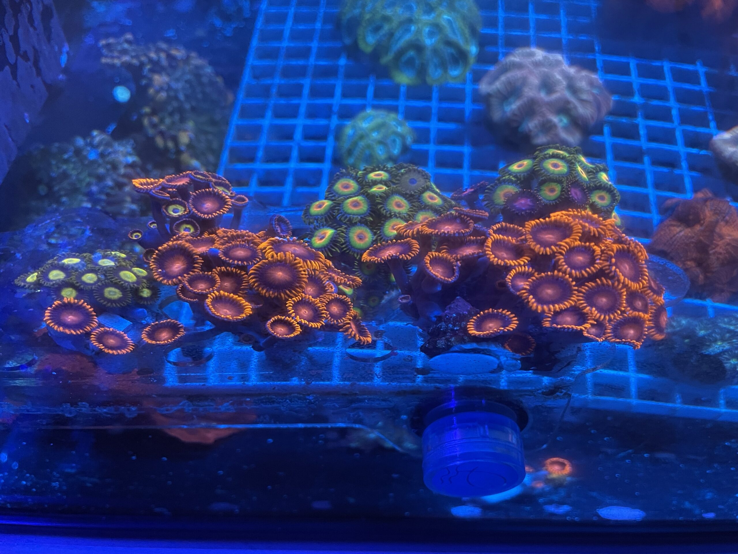 Chunky zoa pack – Next Wave Corals